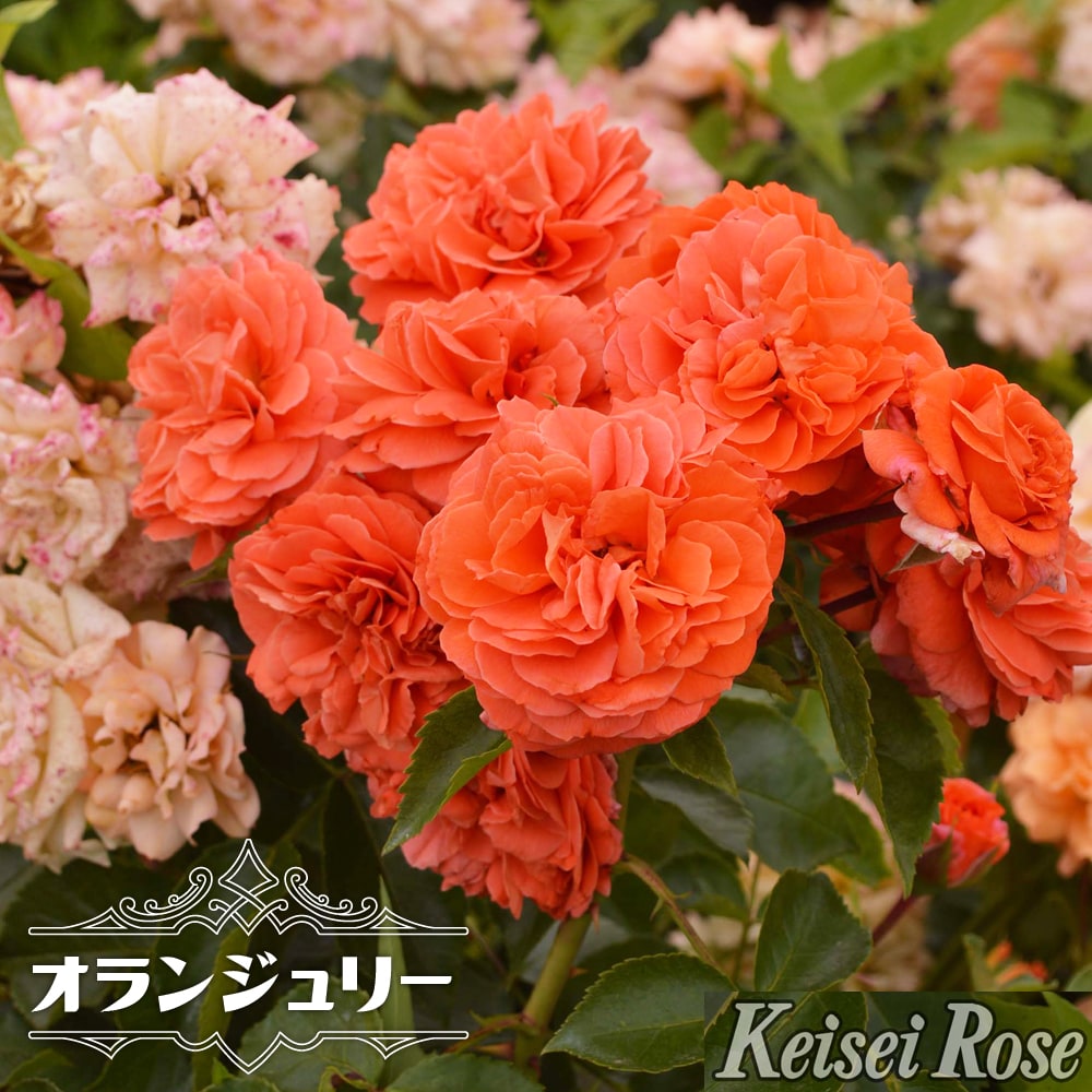 つるバラ オランジュリー 2年生大苗 登録品種 品種登録 Rose Cl Orangerie 02 苗木部 花ひろばオンライン 通販 Yahoo ショッピング