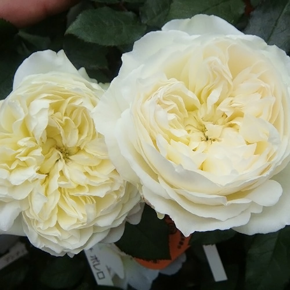 Milky様専用 バラ苗 ビエドゥー 薫乃 薔薇 苗 Mamalamasnacks Com