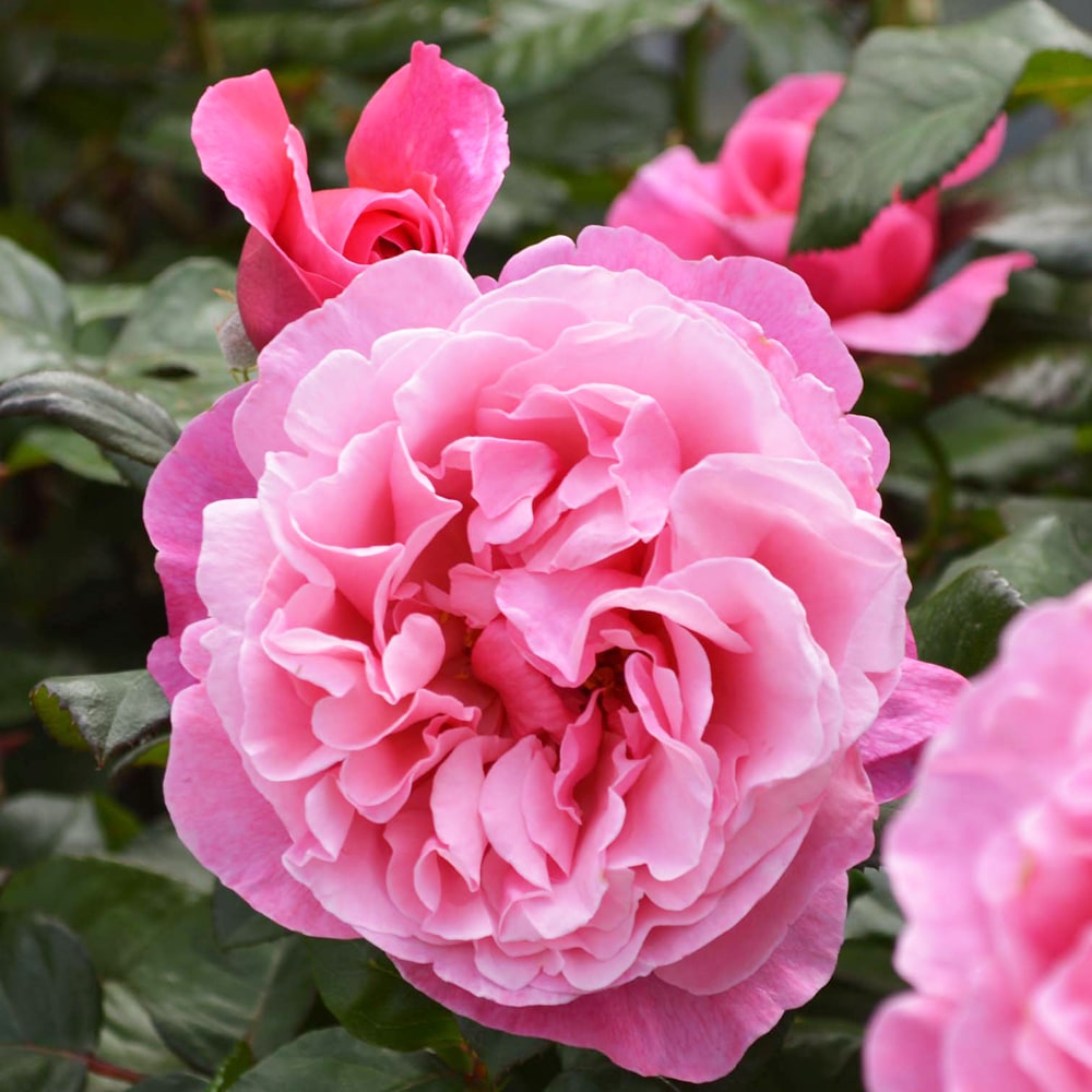 四季咲き強香バラ苗 アライブ 2年生大苗 6号ポット 登録品種・品種登録