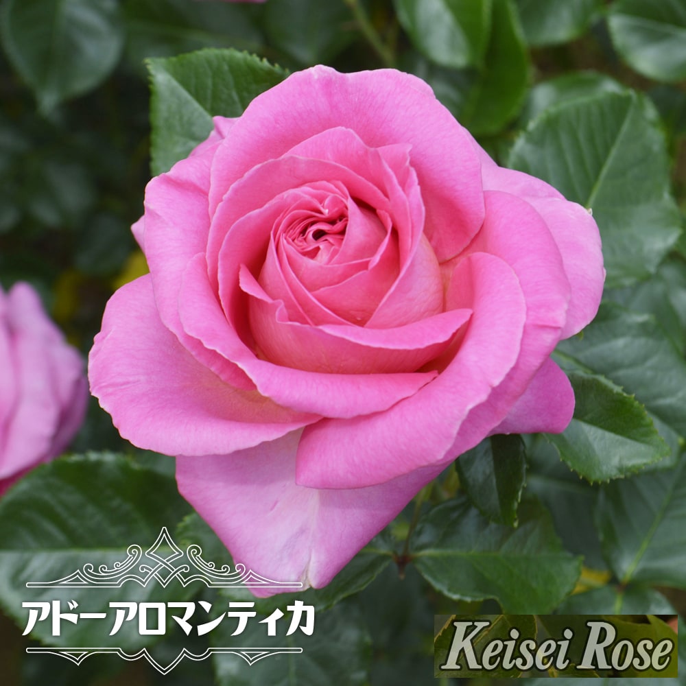 つる薔薇 特大苗 アミロマンティカ 四季咲き 中輪 - メルカリ