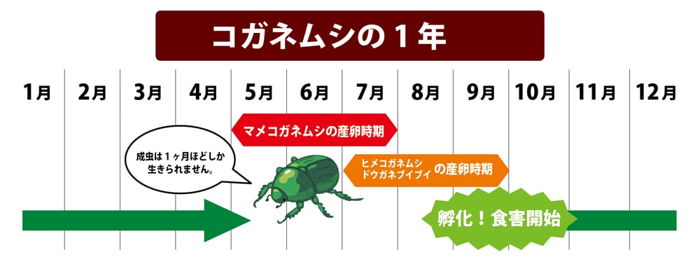 コガネムシの幼虫予防カバー 12号用 直径39cm 雑草 ネキリムシの防止不織布 ネコポス対応可能 Shizai Kaba 12 1 苗木部 花ひろばオンライン 通販 Yahoo ショッピング