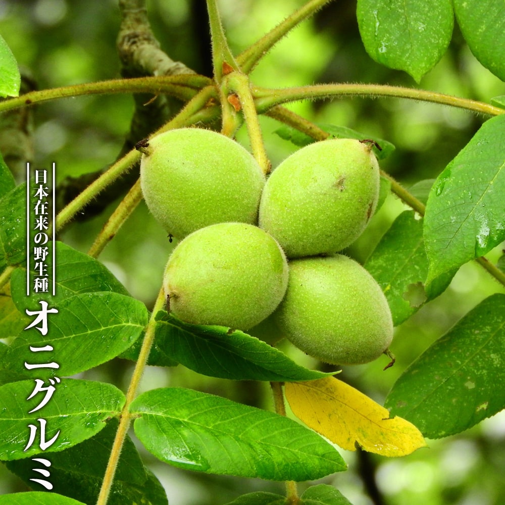 くるみの木の苗 鬼胡桃 （オニグルミ） 2年生実生苗 スリット