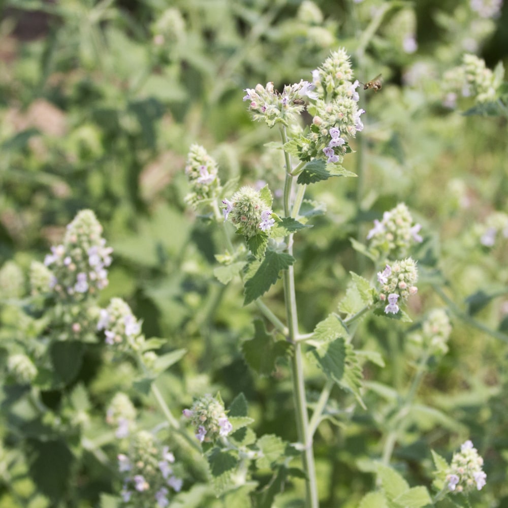 キャットニップ 白花 ハーブ 苗 3号ポット苗 Ha Bu Catnip 苗木部 花ひろばオンライン 通販 Yahoo ショッピング