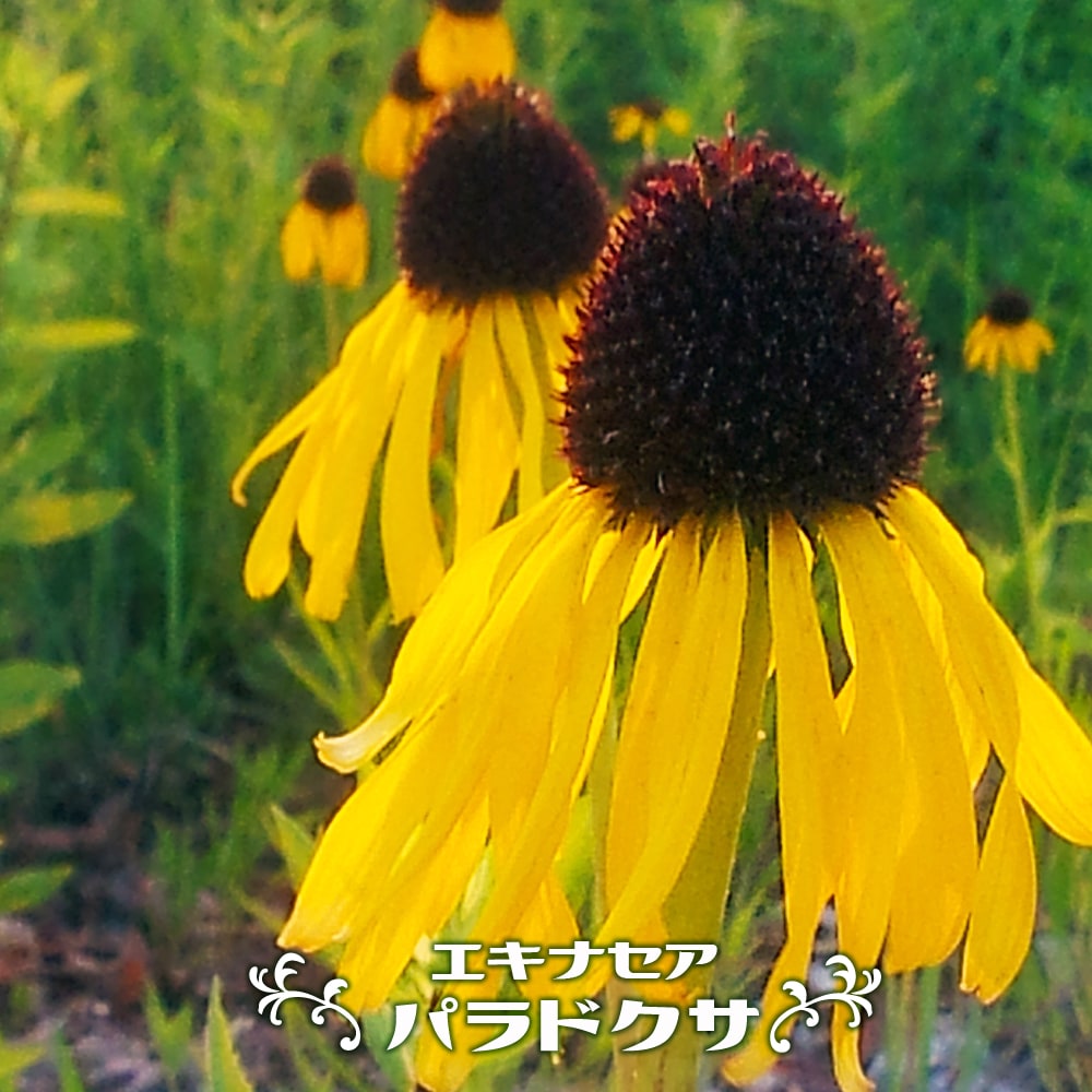 ハナゴエ D5S3672.jpg?v=1755831281
