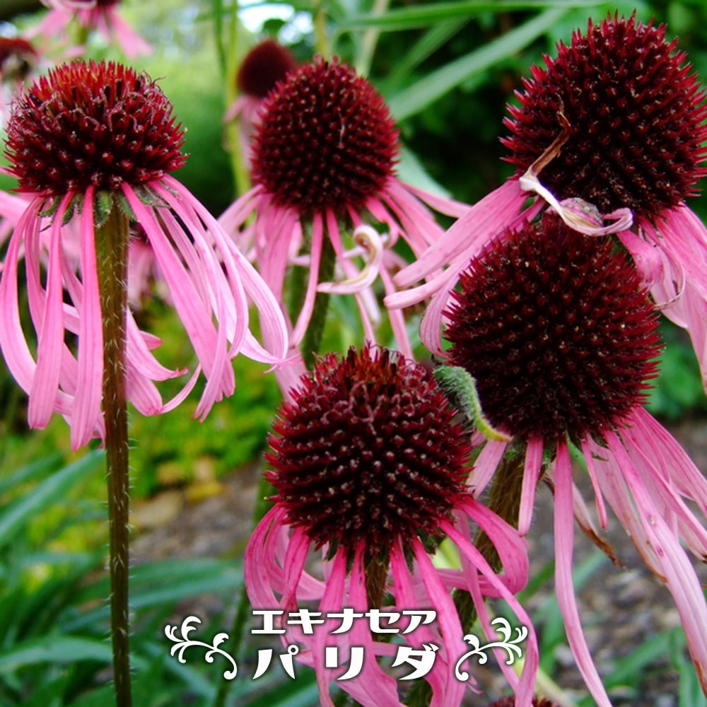 エキナセア パリダ 3号ポット苗 : 苗木部 花ひろばオンライン