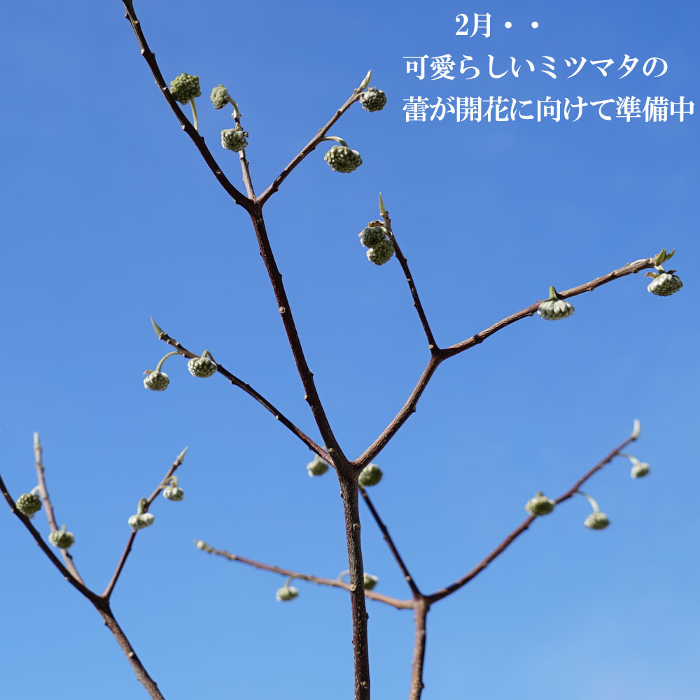sonota5_mitsumata-k2.jpg