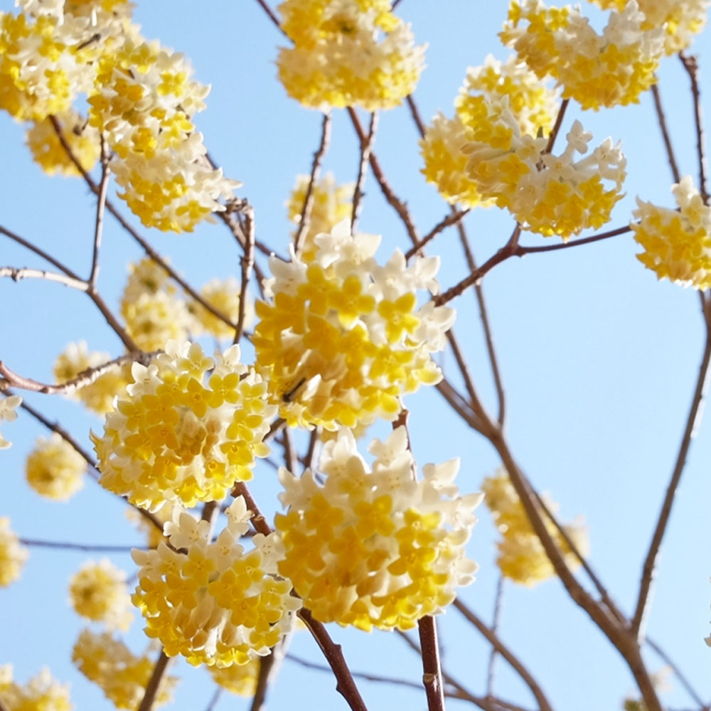 黄花ミツマタ 根巻き大苗 : 苗木部 花ひろばオンライン - 通販 - Yahoo