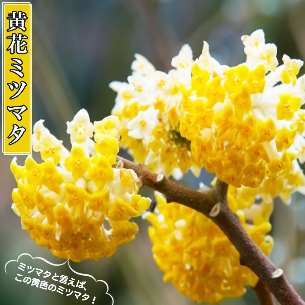 黄花ミツマタ 根巻き大苗 : 苗木部 花ひろばオンライン - 通販 - Yahoo