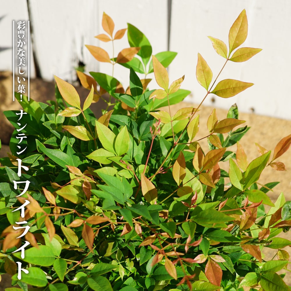 西洋ナンテン トワイライト ポット苗 常緑樹 庭木 Niwaki Nanten Twilight 苗木部 花ひろばオンライン 通販 Yahoo ショッピング