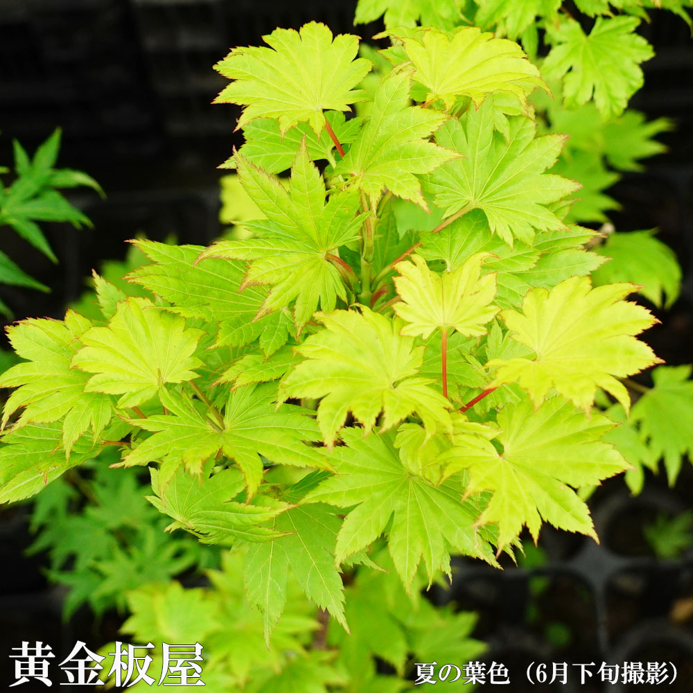 モミジ 黄金板屋 テーブルサイズ 鉢植え : 苗木部 花ひろばオンライン