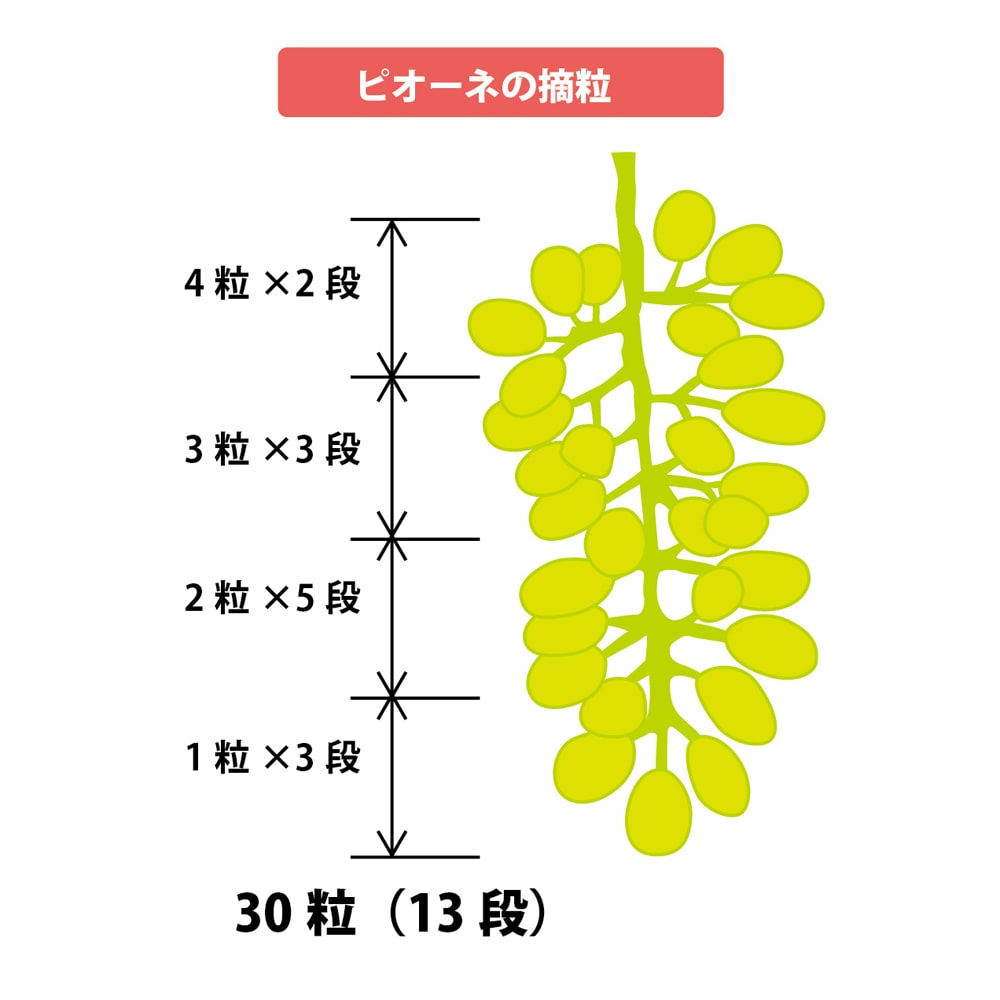 ピオーネ 苗 3年育成物 丈夫な苗‼️評価見てください 楽天市場】【ピオーネ】 ぶどう 3年生接木1.1m大苗 ウィルス