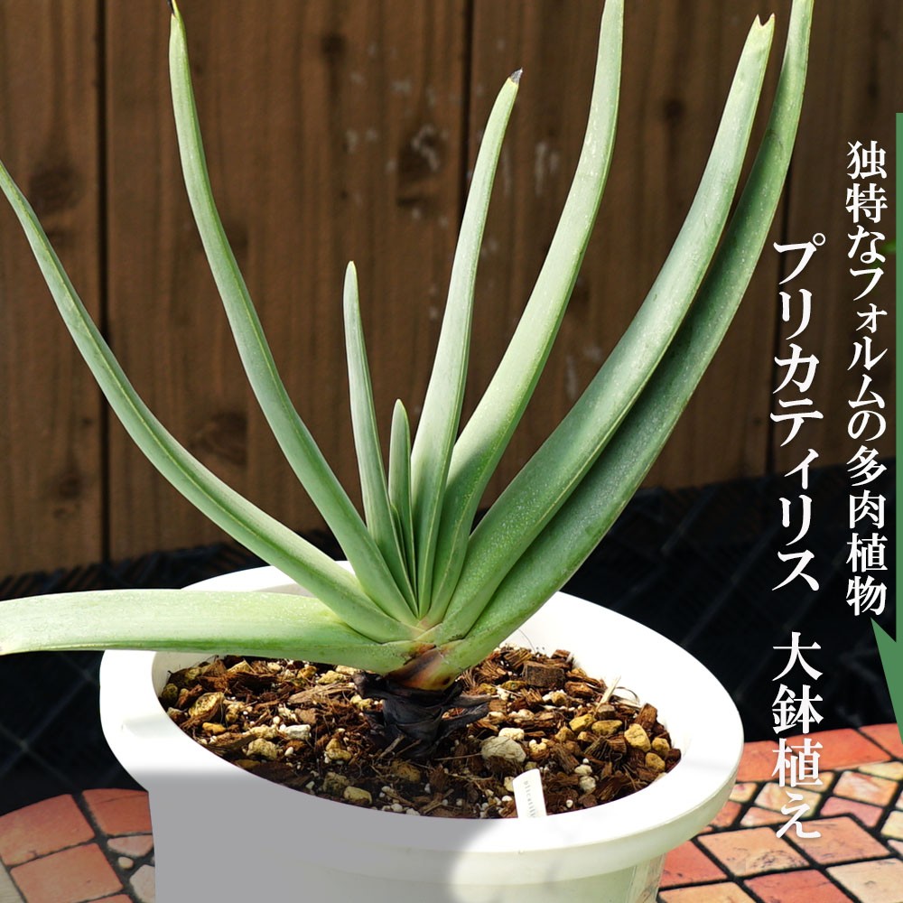 アロエ プリカティリス 多肉植物 ビザールプランツ 幹立ち - 植物/観葉植物