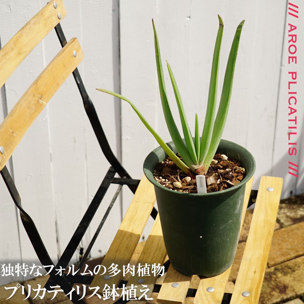 多肉植物 観葉植物 プリカティリス（アロエの仲間） 鉢苗 インテリア