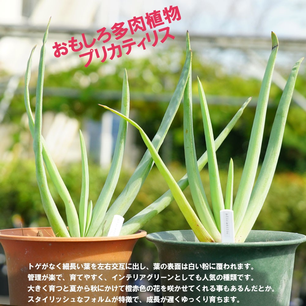 多肉植物 観葉植物 プリカティリス（アロエの仲間） 鉢植え インテリア