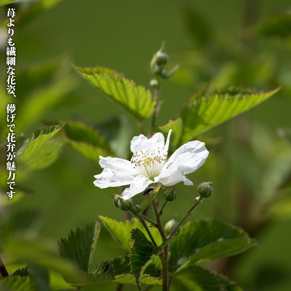 リサマプア ラズベリー ポット苗 Kiichigo Risamapua 苗木部 花ひろばオンライン 通販 Yahoo ショッピング