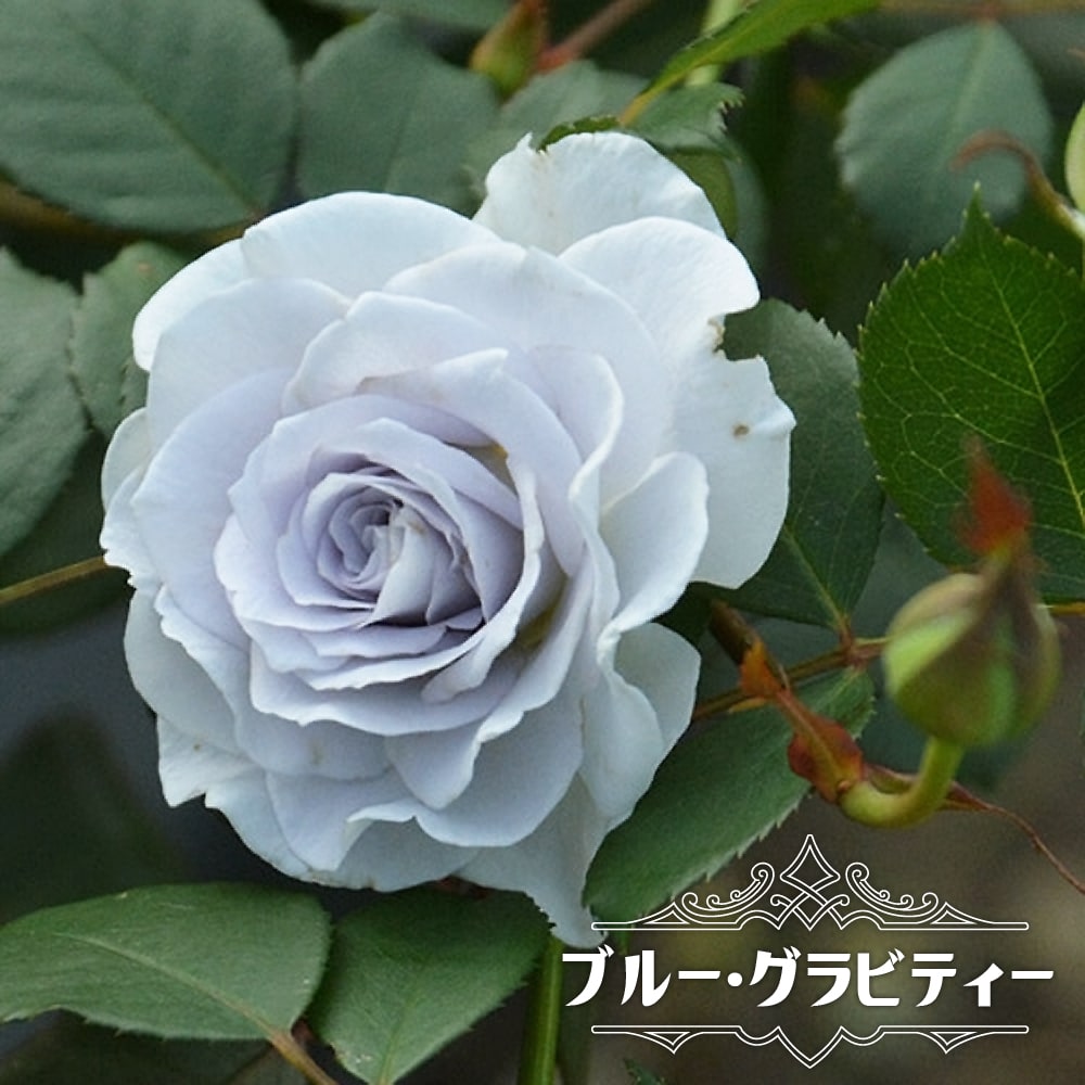 四季咲きバラ苗 ブルーグラビティー 2年生大苗 登録品種・品種登録 爆