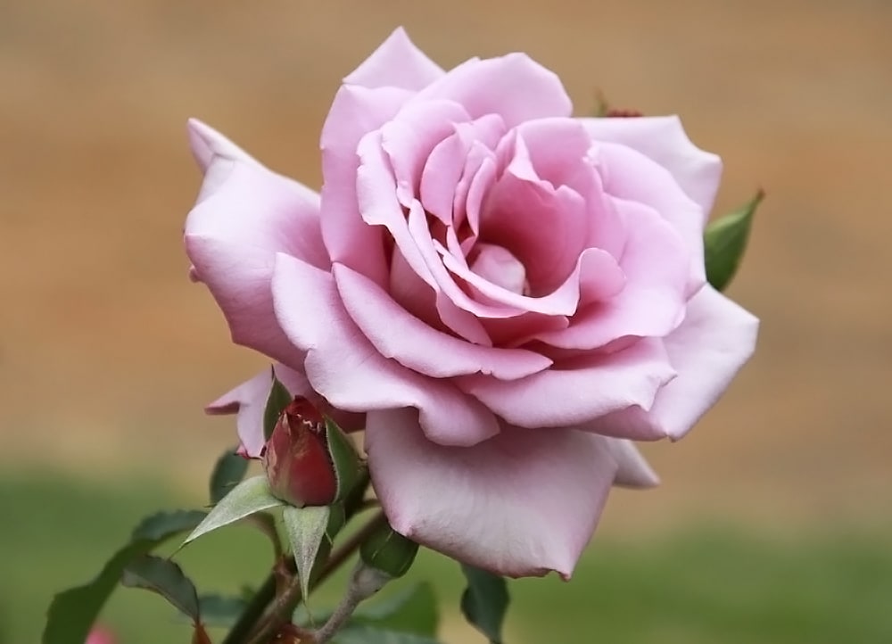 バラ苗 つるマダムヴィオレ 大苗 つるバラ トゲが少ない 紫色 バラ 苗 つるばら Rose Cl Madamuviore 苗木部 花ひろばオンライン 通販 Yahoo ショッピング