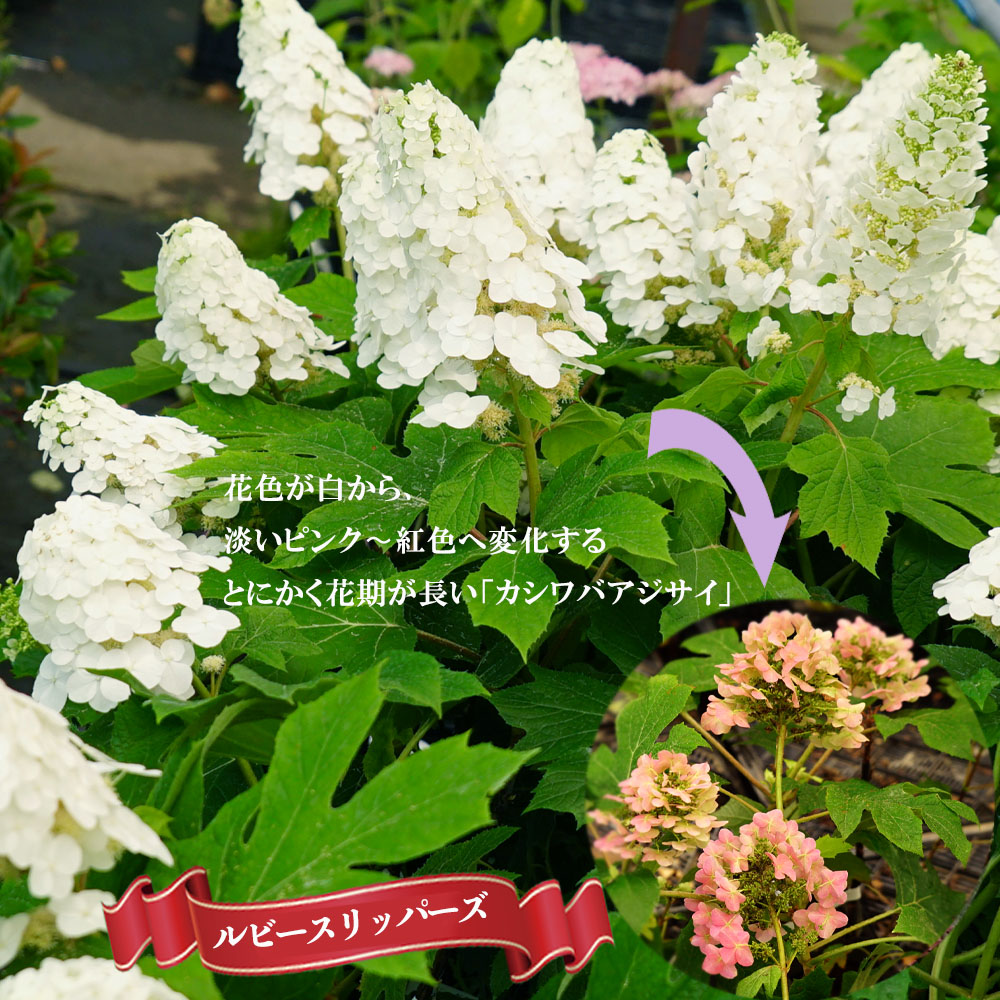 カシワバアジサイ】八重の白花が豪華なアジサイ - ガーデニング