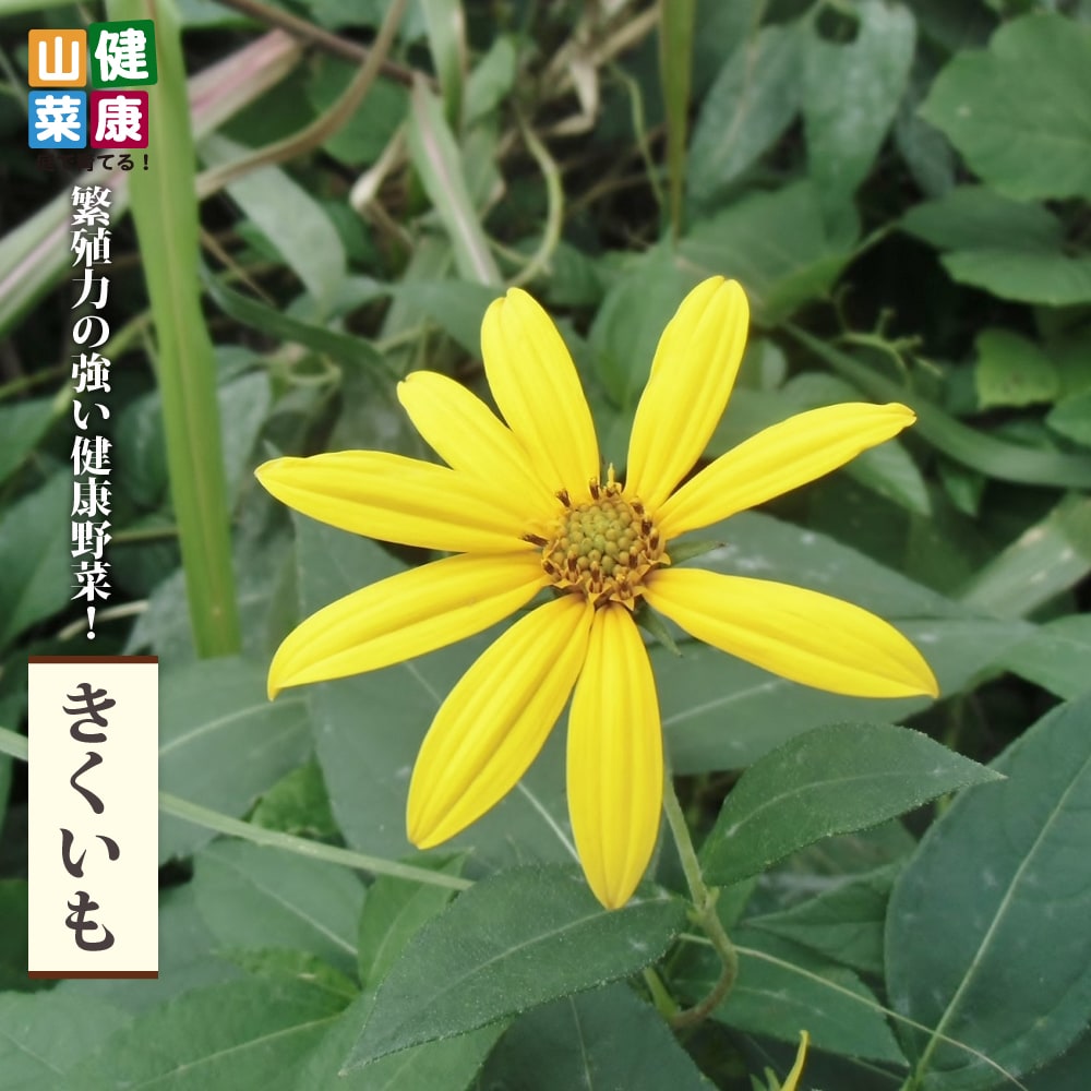 きくいも 3 5号ポット苗 健康山菜 Kenkousansai Kikuimo 苗木部 花ひろばオンライン 通販 Yahoo ショッピング