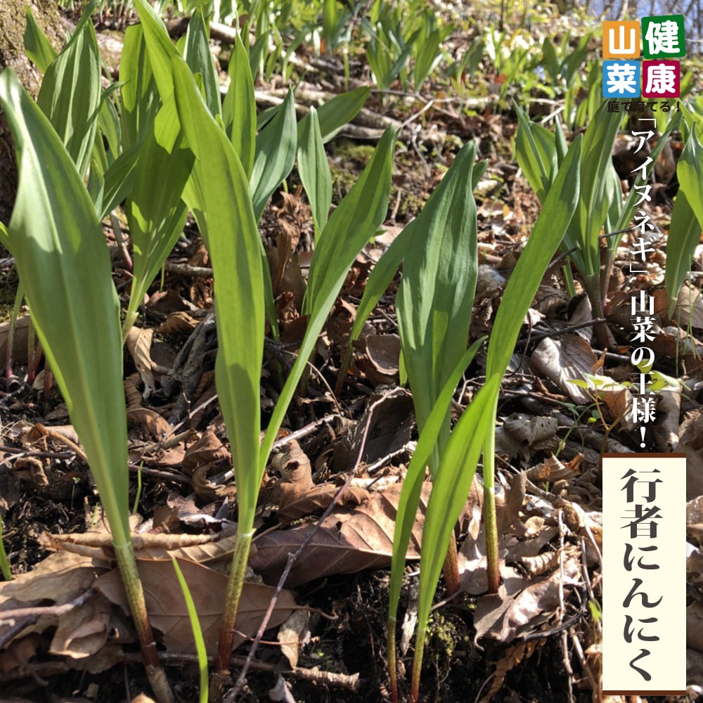 輝い 有用植物苗 山菜 行者ニンニク 10株 家庭菜園 行者ニンニクの苗