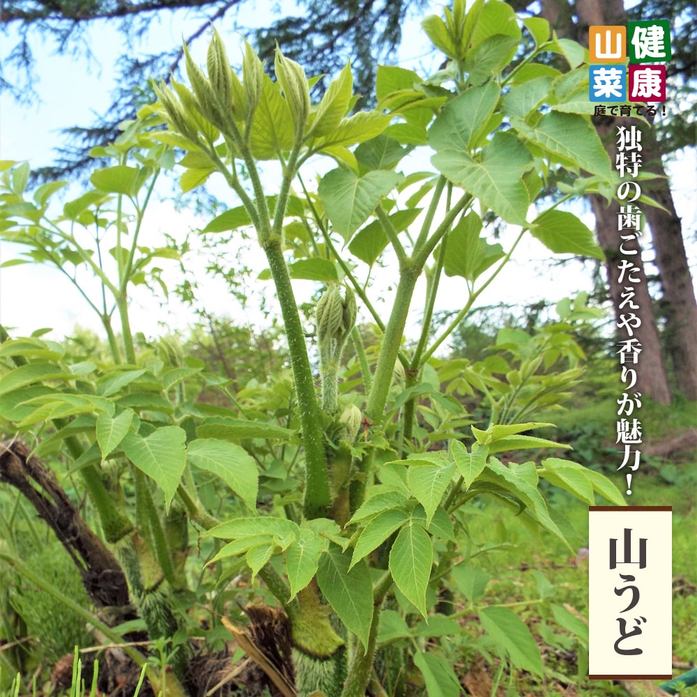 山うど 3.5号ポット苗 健康山菜 : 苗木部 花ひろばオンライン