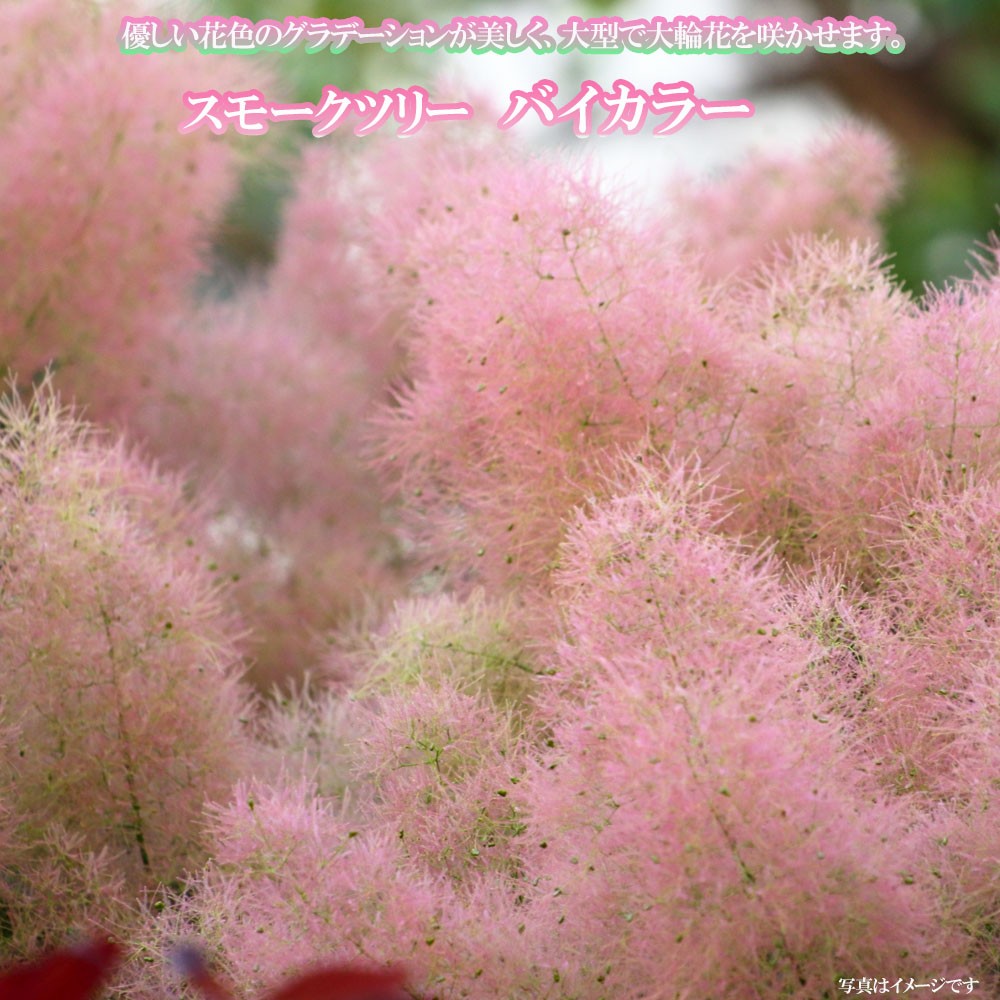 sonota5_smoke-bycolor01.jpg