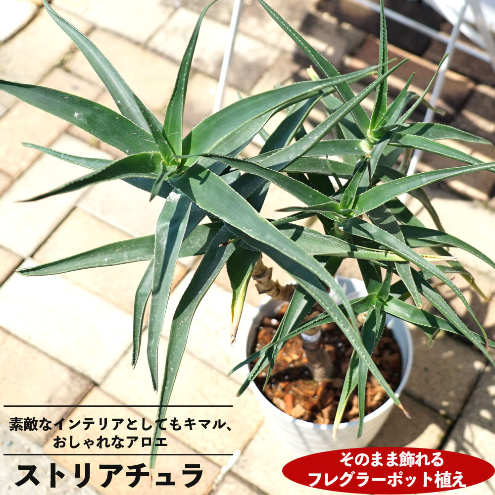 観葉植物にストリアチュラアロエの仲間 フレグラーポット大苗 鉢植え 受け皿付き インテリアプランツ 多肉植物 贈り物 :  kanyou-striatula01 : 苗木部 花ひろばオンライン - 通販 - Yahoo!ショッピング