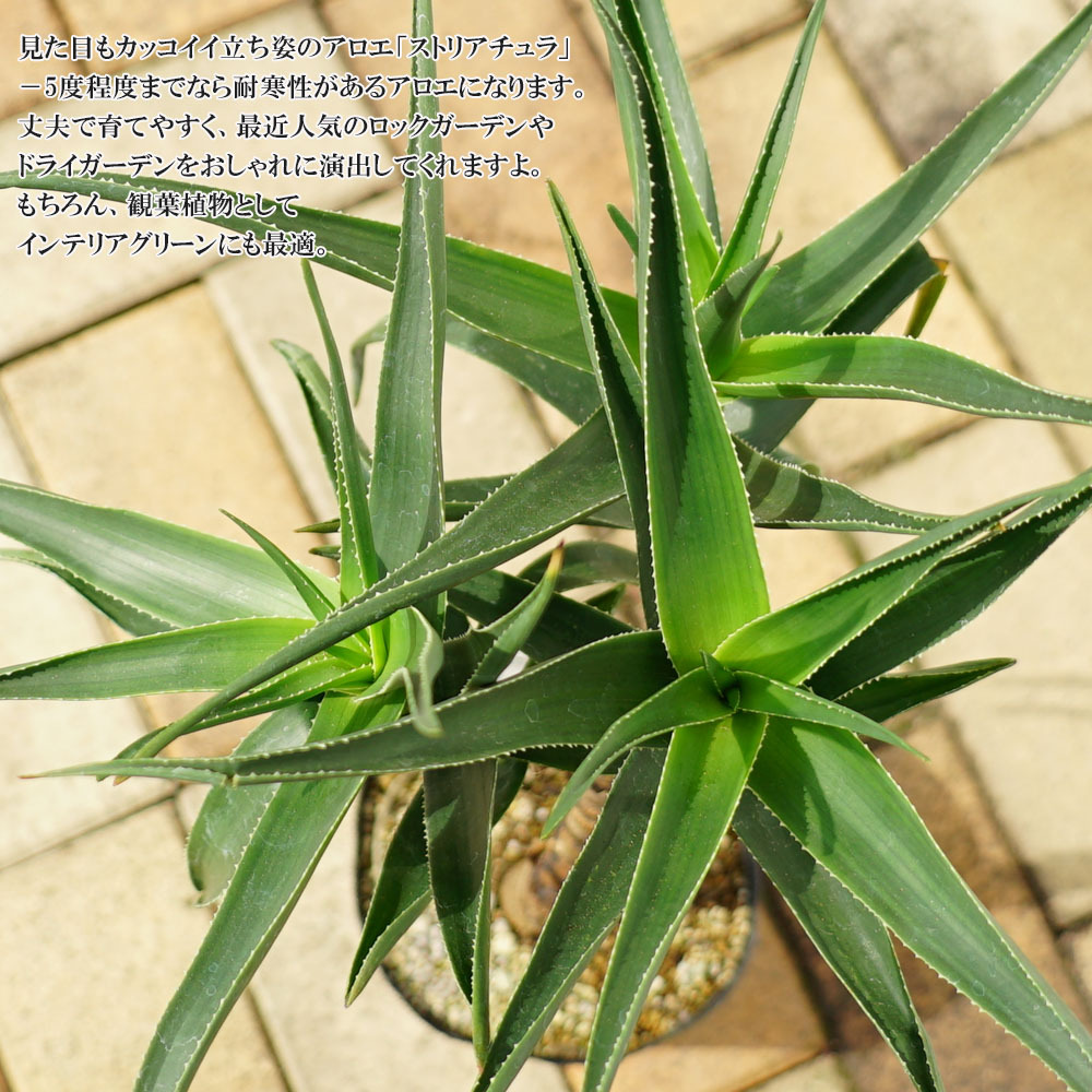 観葉植物にストリアチュラアロエの仲間 フレグラーポット大苗 鉢植え 受け皿付き インテリアプランツ 多肉植物 贈り物 :  kanyou-striatula01 : 苗木部 花ひろばオンライン - 通販 - Yahoo!ショッピング