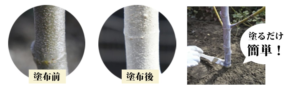 テッポウムシ予防樹脂フィルム500ｍｌ はけ付き 鉄砲虫 カミキリムシの予防 対策 Teppoumushi 2 苗木部 花ひろばオンライン 通販 Yahoo ショッピング