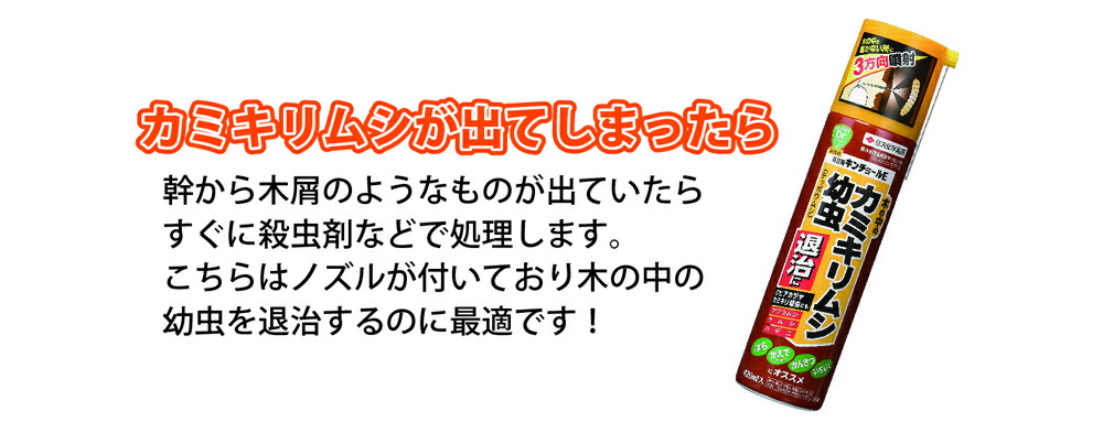 カミキリムシの幼虫退治の薬剤