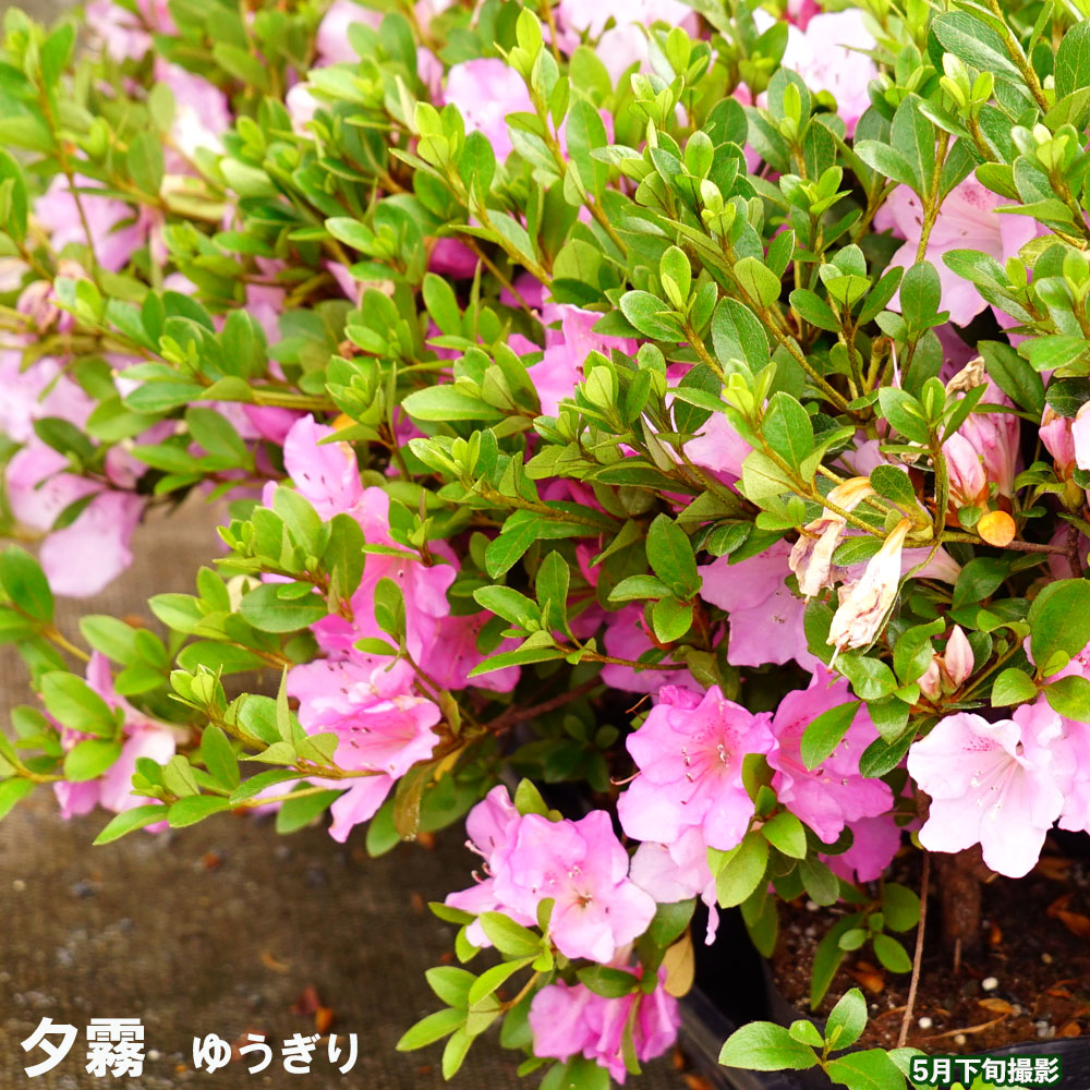 さつき等 140鉢余　まとめて譲渡 値下げ さつき 苗 夕霧/ゆうぎり 4号ポット苗 : 苗木部 花ひろばオンライン