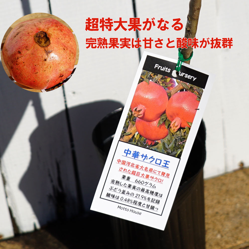 籠のざくろ 籠のざくろ