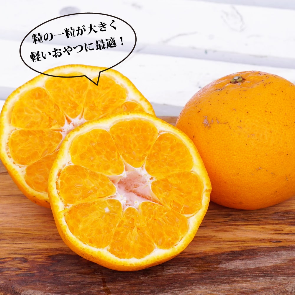 みかん 苗木 はるみ 1年生接木苗 : 苗木部 花ひろばオンライン
