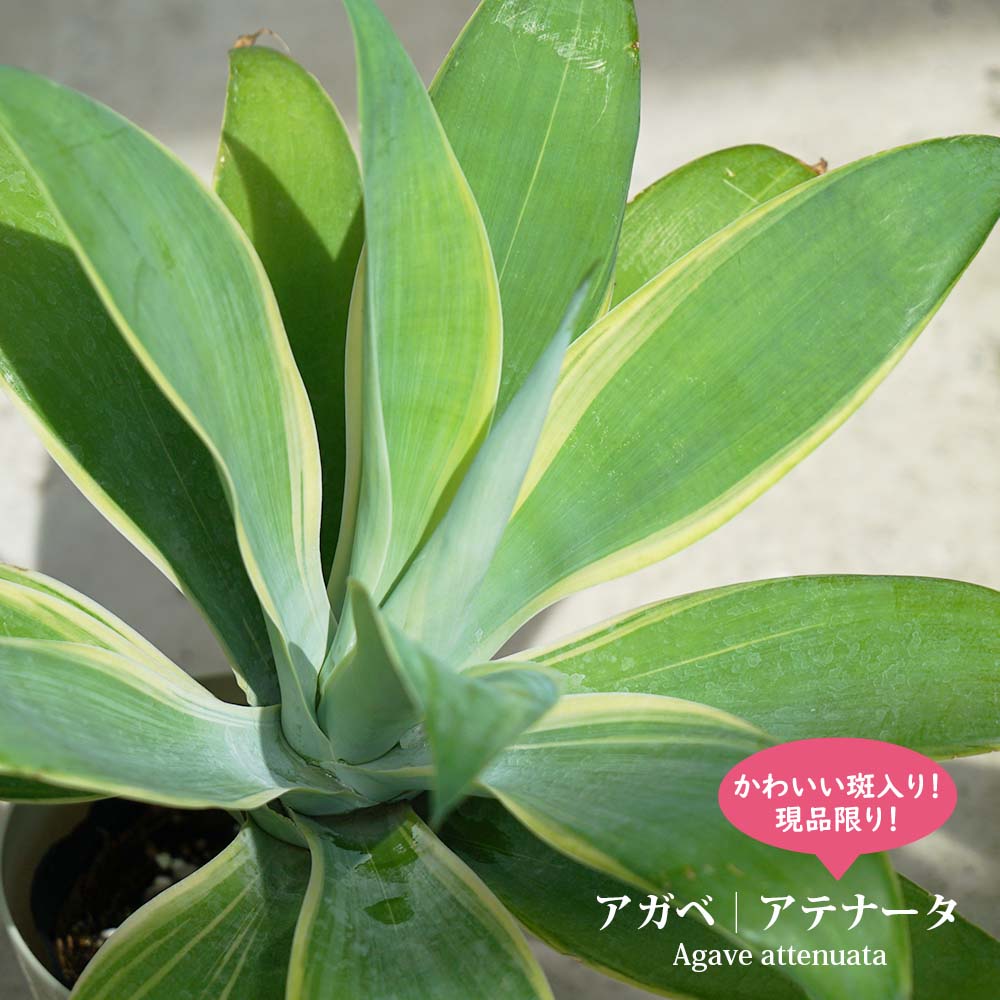 現品限りアガベ 、リュウゼツラン アテナータ 斑入り 5号鉢植え : 苗木
