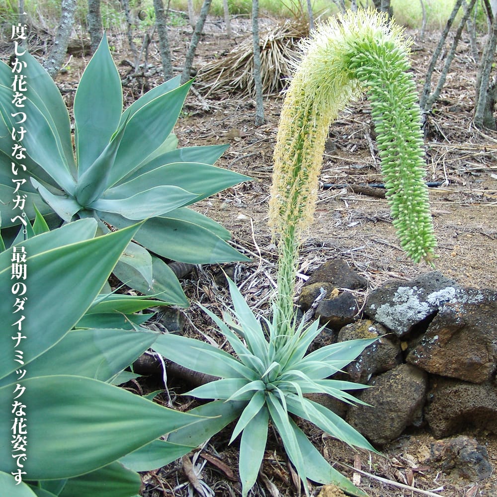 アガベ リュウゼツラン アテナータ 3.5号鉢植え : 苗木部 花ひろば