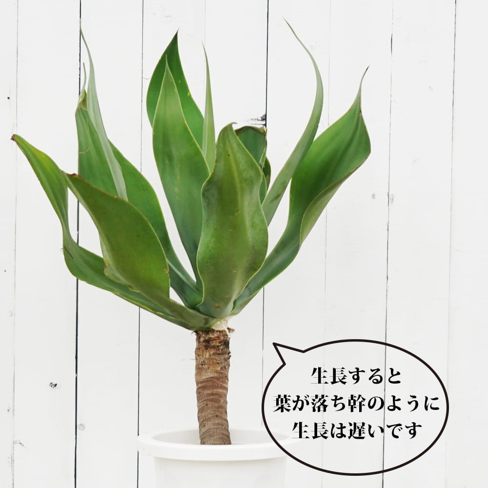 アガベ リュウゼツラン アテナータ 3.5号鉢植え : 苗木部 花ひろば