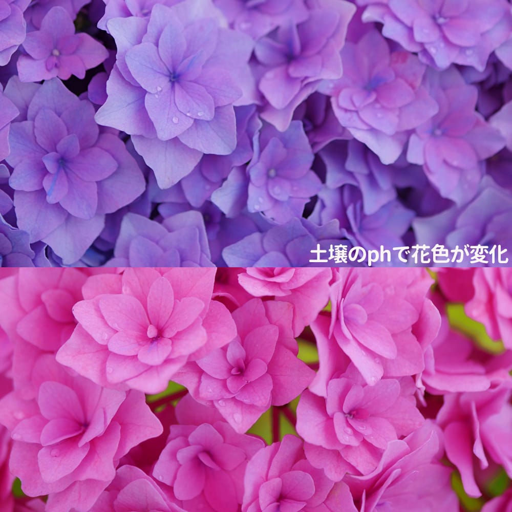 楽天市場】紫陽花 あじさい 苗 【うたげ】 5号ポット苗 アジサイ