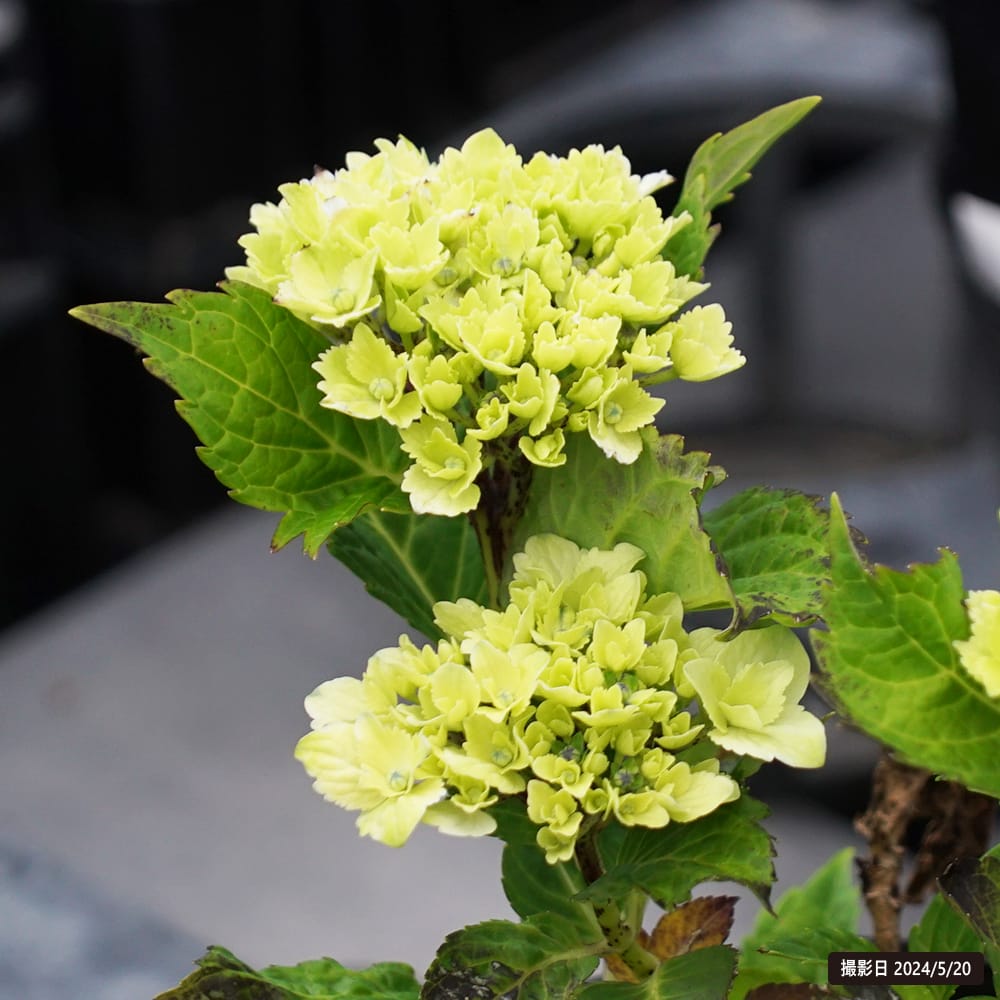 紫陽花 アジサイ レモンキス 5号ポット苗 : 苗木部 花ひろばオンライン