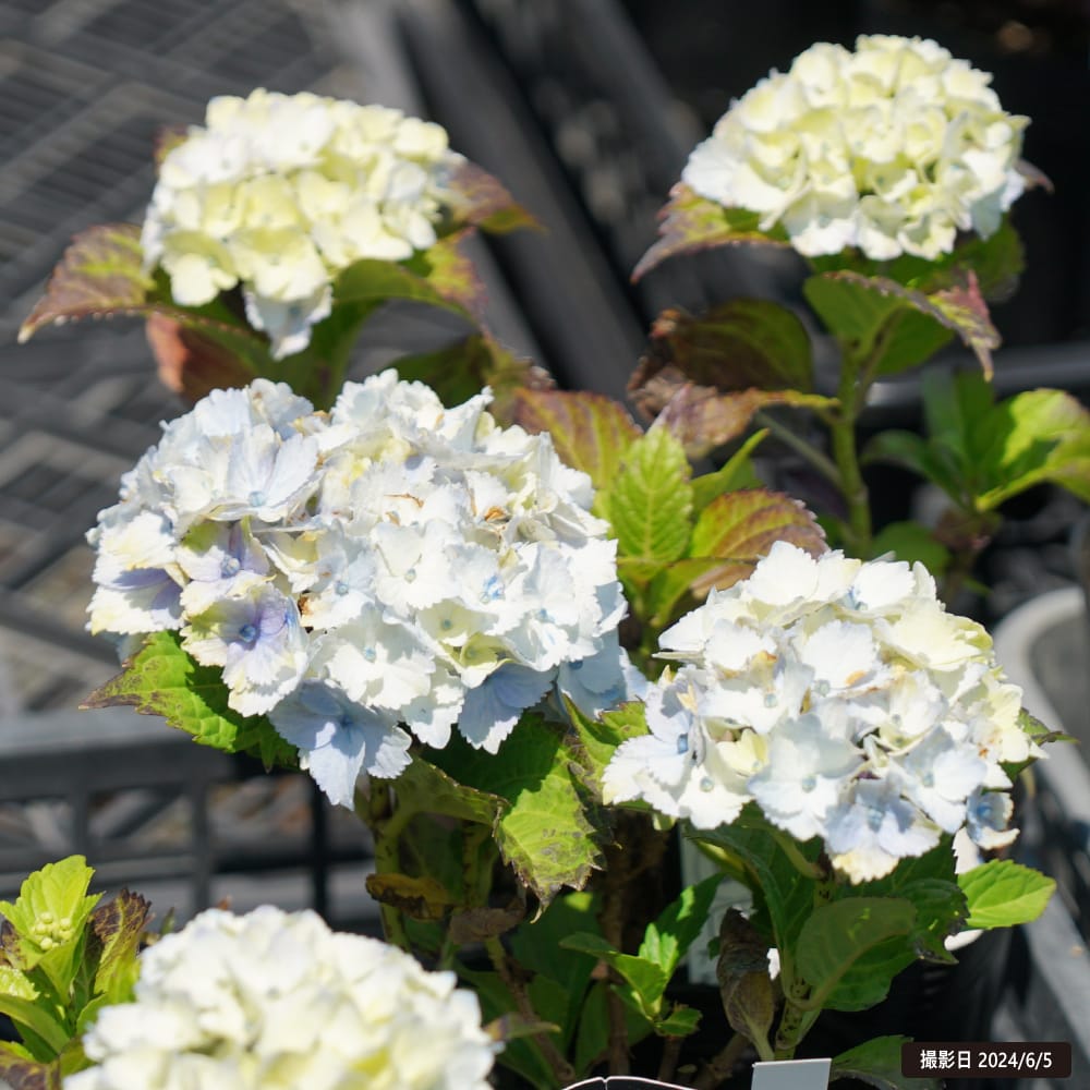 紫陽花 アジサイ レモンキス 5号ポット苗 : 苗木部 花ひろばオンライン