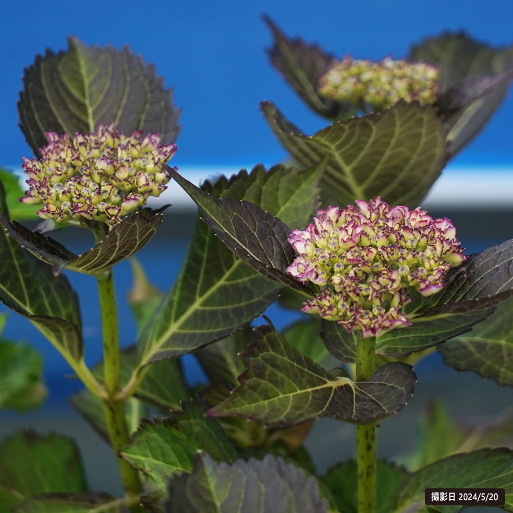 大特価！レア！マザーラブ　紫陽花　アジサイ　ハイドランジア　秋色　6号　苗　苗木 紫陽花 あじさい ハイドランジア ラブストーリー 5号ポット苗