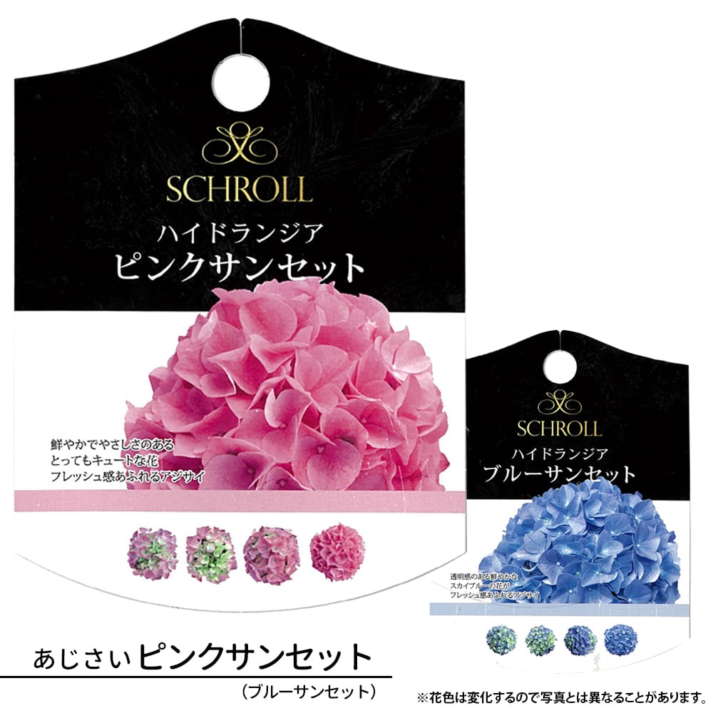紫陽花 あじさい ハイドランジア ピンクサンセット 5号ポット苗 紫陽花 あじさい ハイドランジア ピンクサンセット 5号ポット苗
