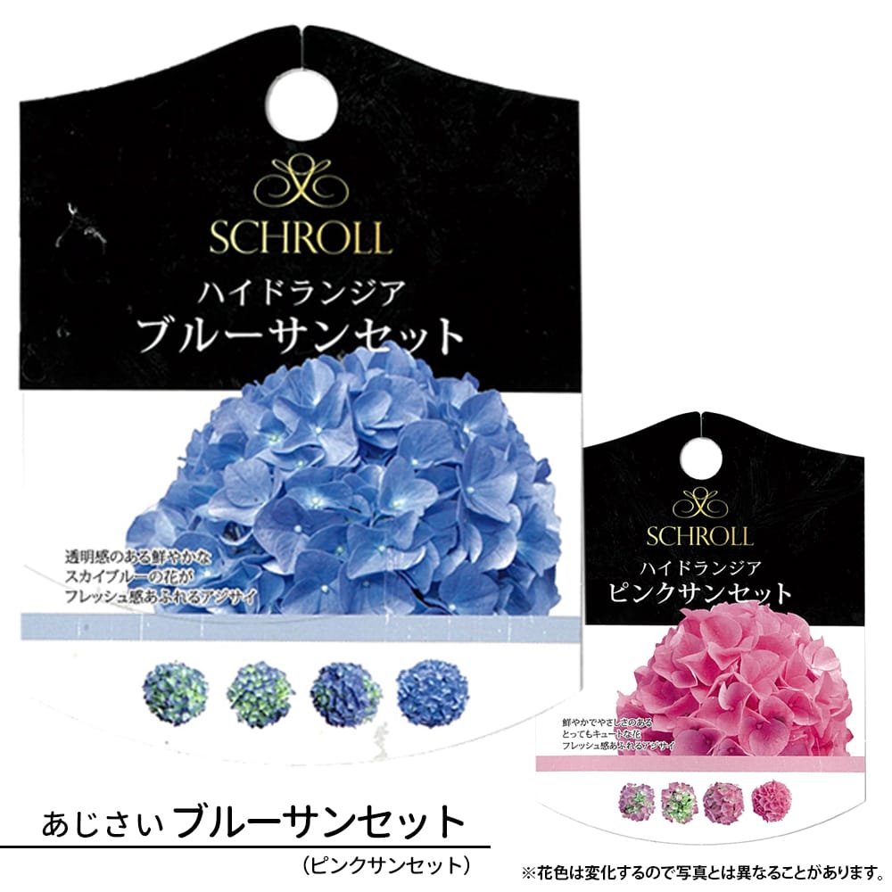紫陽花 あじさい ハイドランジア ブルーサンセット 5号ポット苗 : 苗木