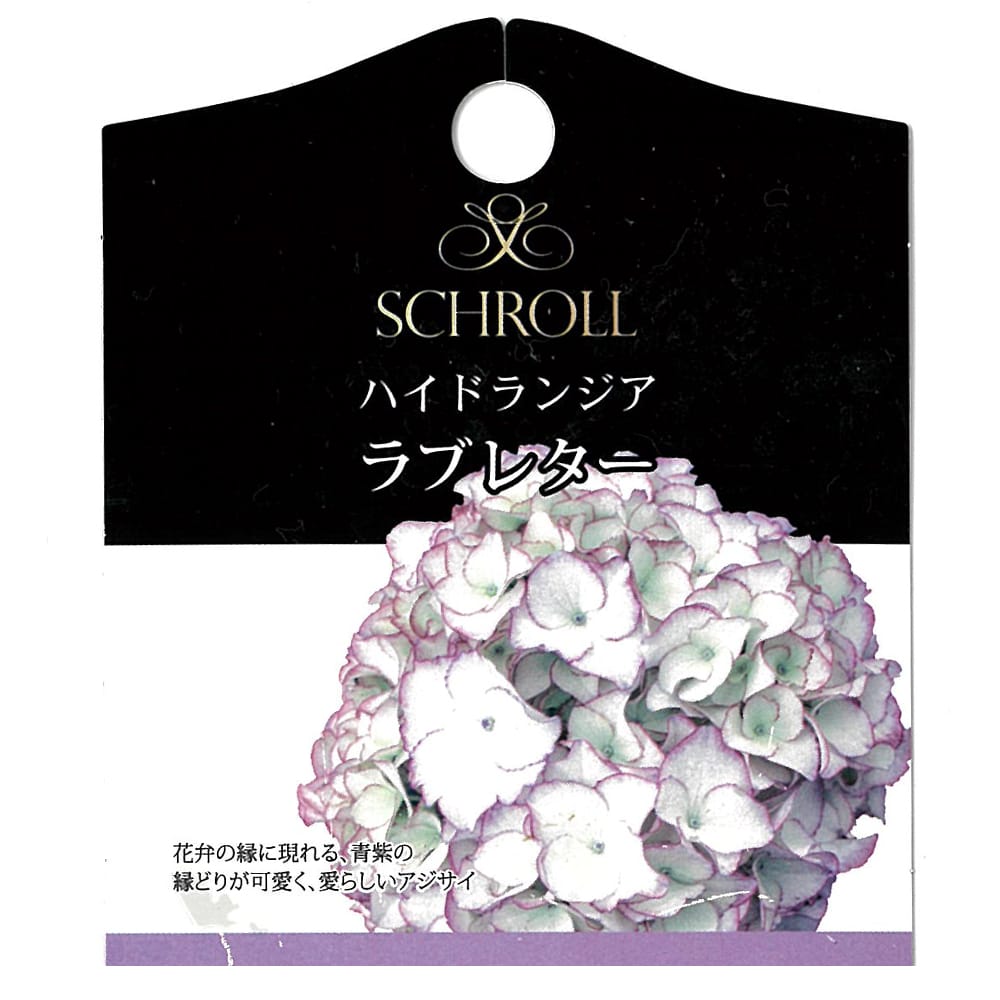 紫陽花 あじさい ハイドランジア ラブレター 5号ポット苗 : 苗木部 花