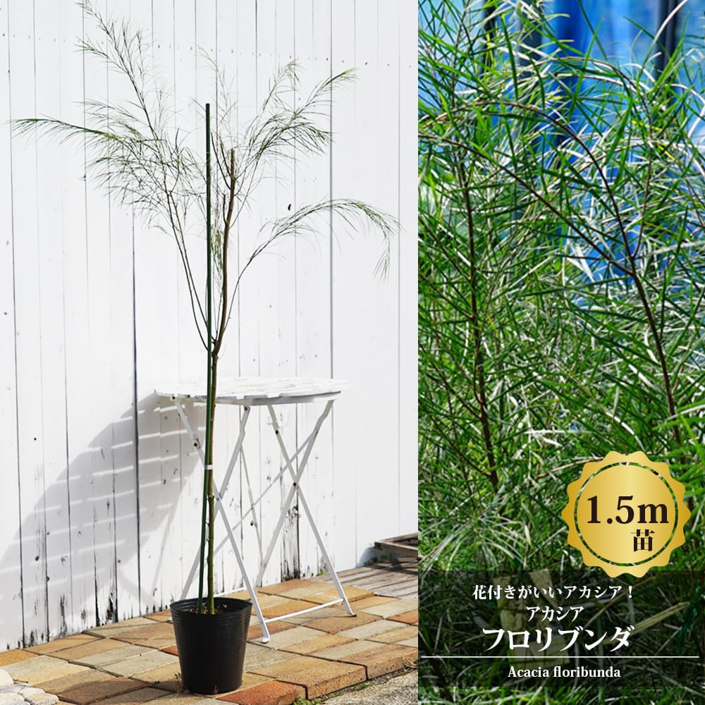 アカシアの木 フロリブンダ H150cm 7号ポット苗 : 苗木部 花ひろば