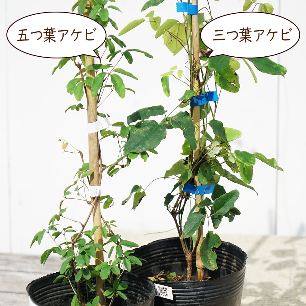 あけび 五葉アケビ 5号ポット苗 : 苗木部 花ひろばオンライン