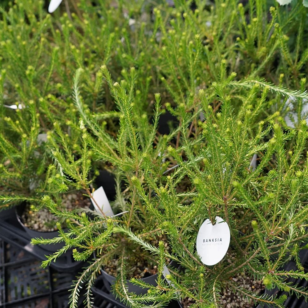 バンクシア ヒース 6号ポット苗 : niwa-banksia-ericifolia-01 : 苗木部 花ひろばオンライン - 通販 -  Yahoo!ショッピング