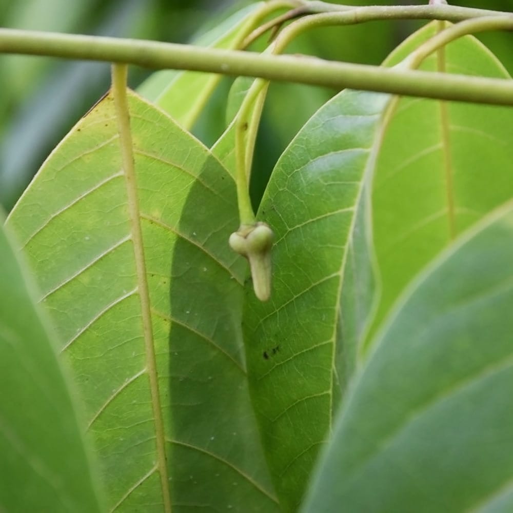 sonota8_blackcherimoya-02.jpg