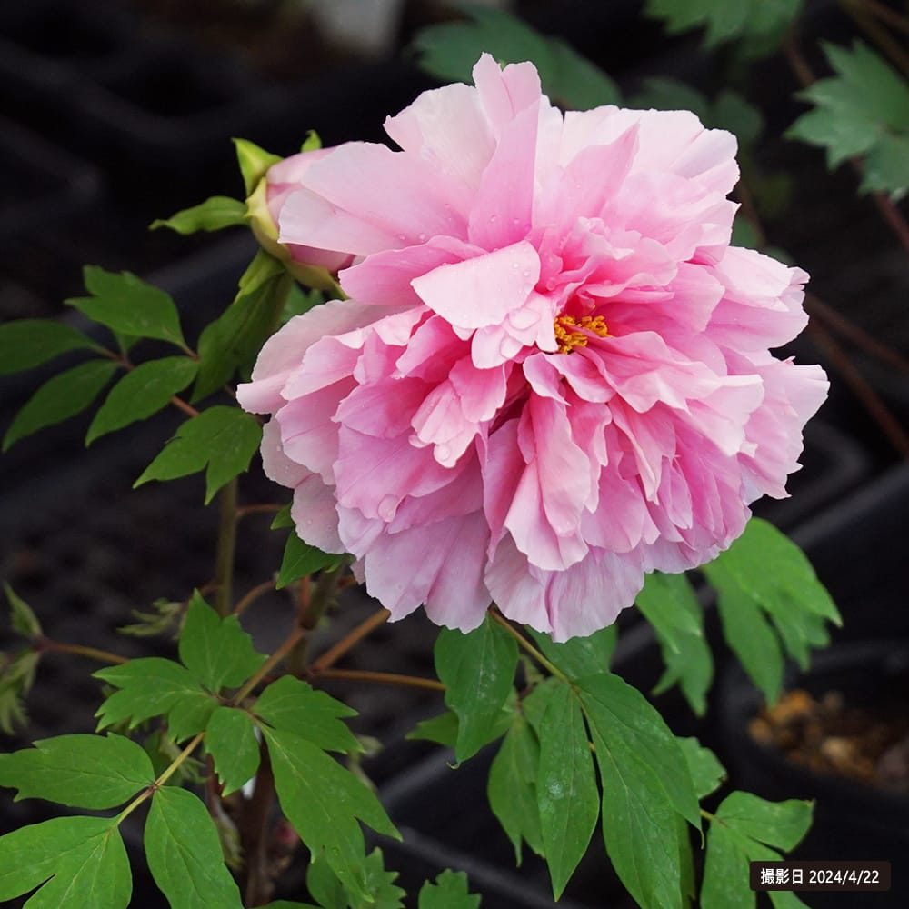 どっしり株♡牡丹【平成桜】♡桃色牡丹 聖代 （桃色） 牡丹 2年生 6号スリット鉢植え : 苗木部 花ひろば