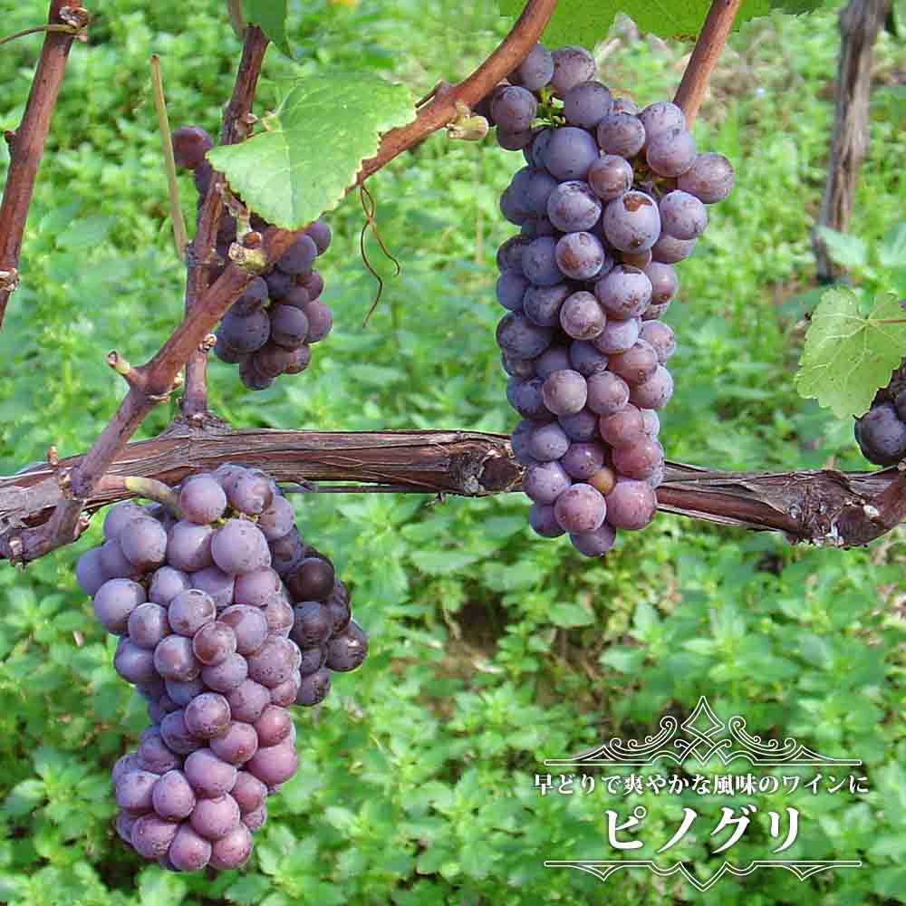 ピノグリ 白ワイン用ぶどう 1年生接木苗 ウィルスフリー 予約販売12月