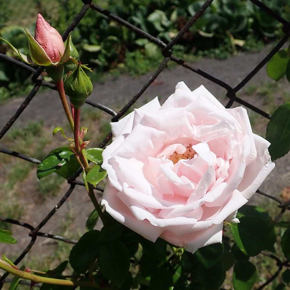 つるバラ ニュードーン 2年生大苗 爆買 : 苗木部 花ひろばオンライン